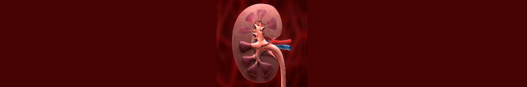 Understanding Kidney Health and Prevention